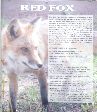 001_Red_Fox.jpg